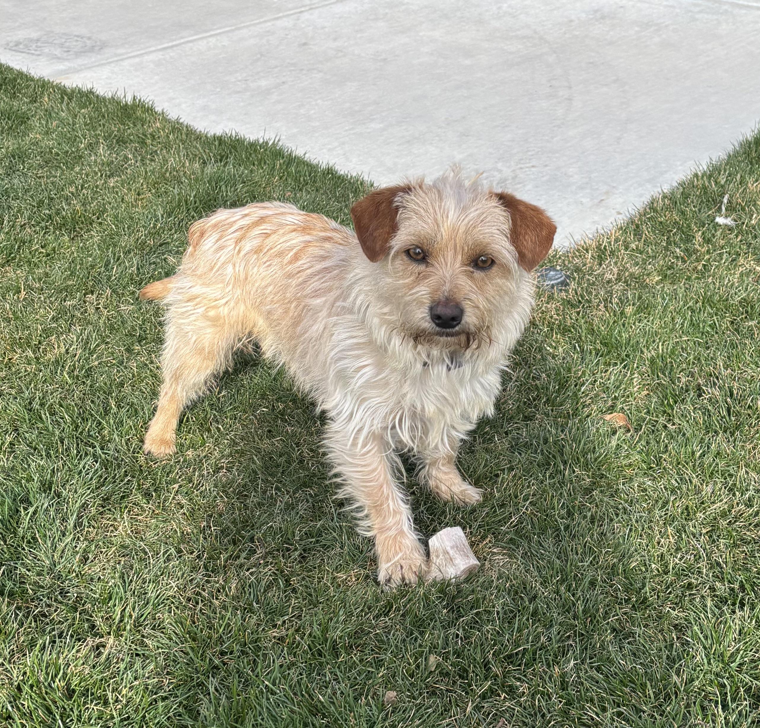Leo, ADOPTABLE, Adult Male Chihuahua & Terrier.