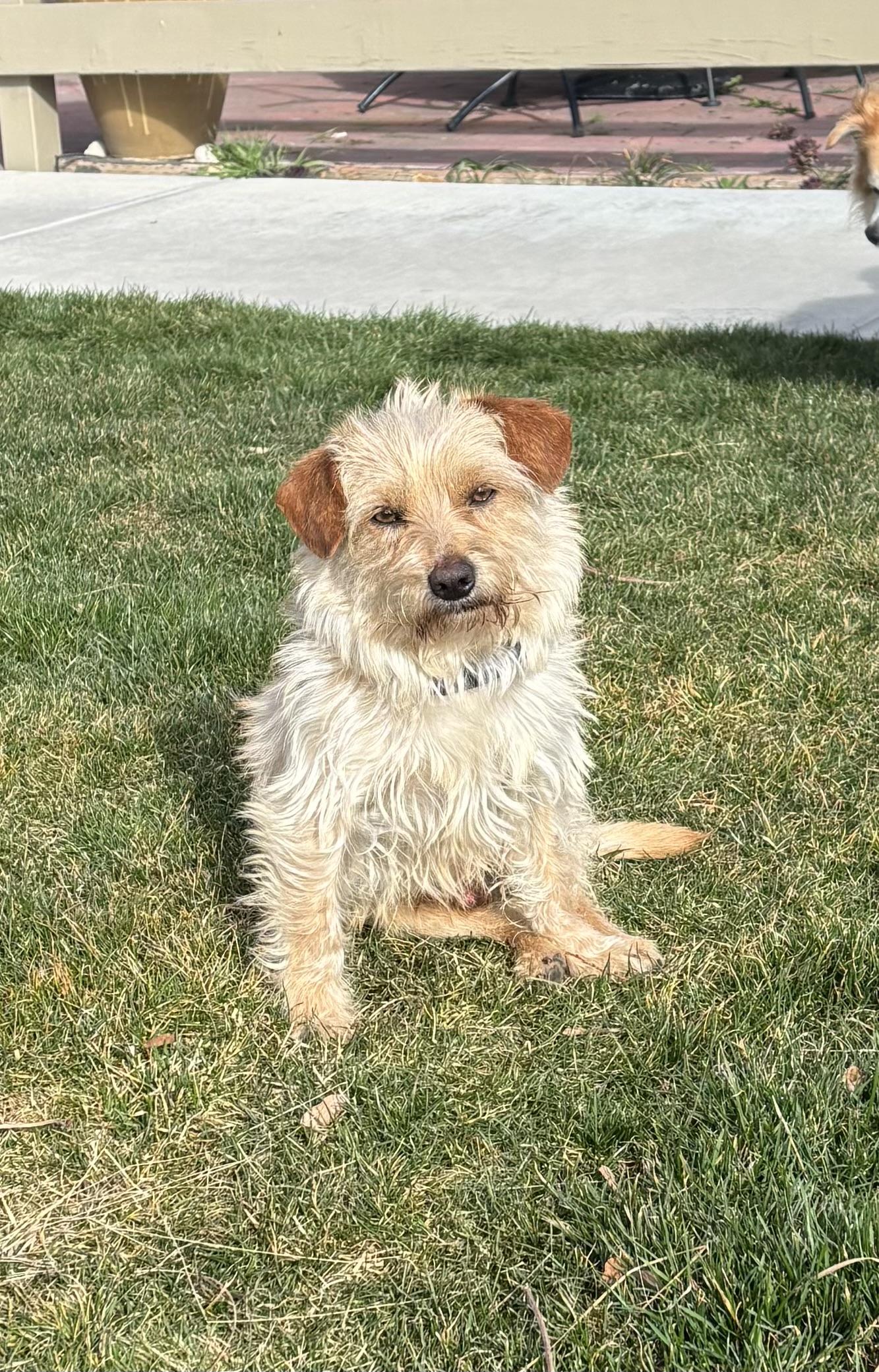 Enlarge Leo, a ADOPTABLE mixed breed in Bonney Lake, WA image 4/4