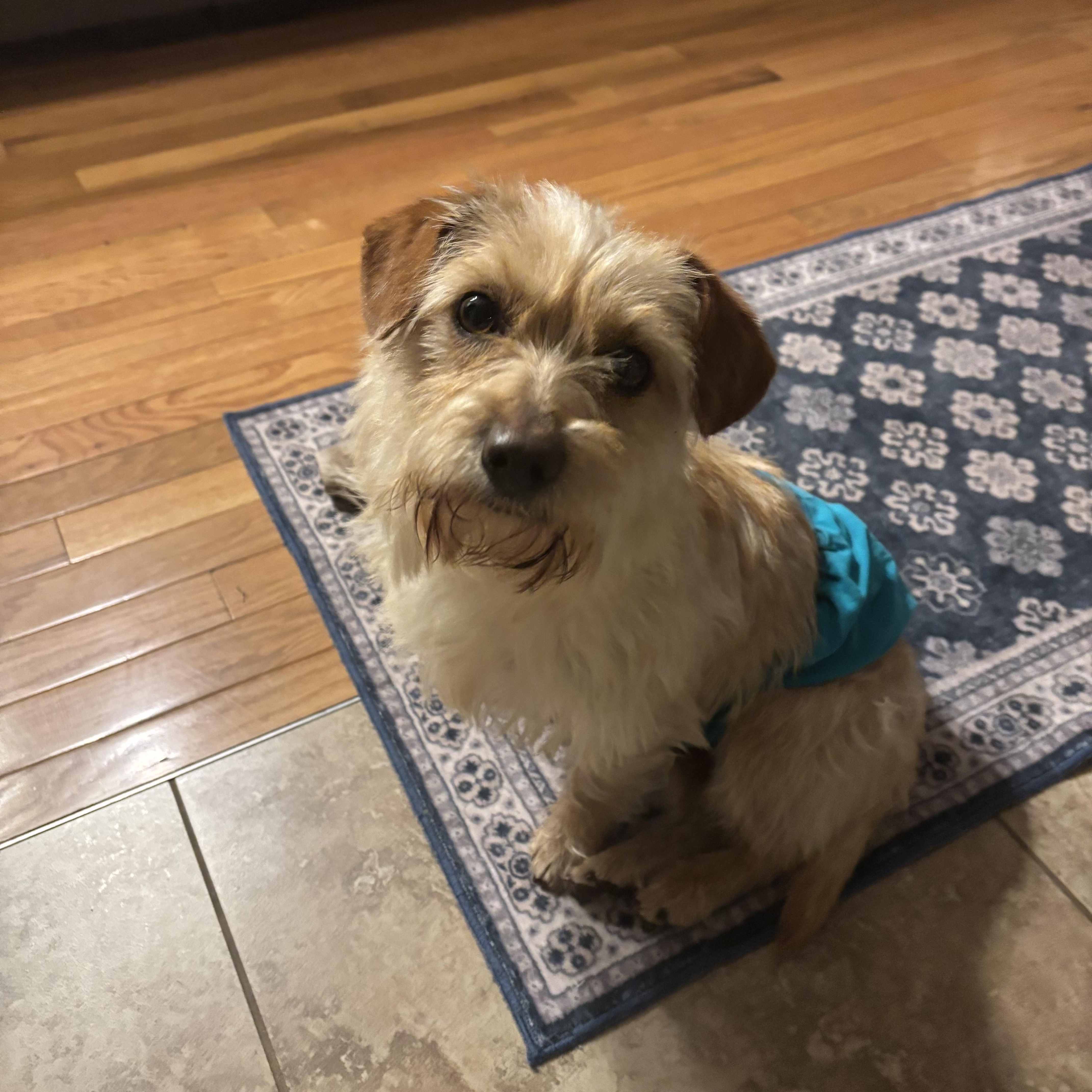 Enlarge Leo, a ADOPTABLE mixed breed in Bonney Lake, WA image 3/4