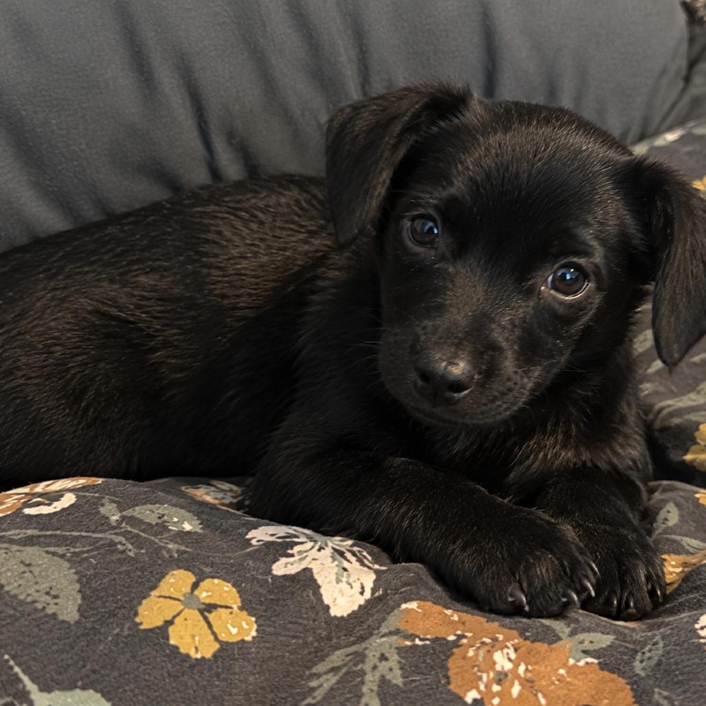 Dolly, Adoptable, Puppy Female Chihuahua.