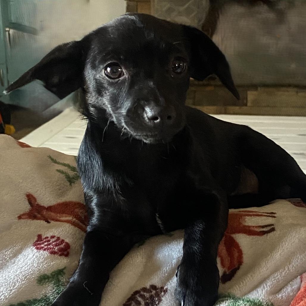 Enlarge Dolly, a Adoptable Chihuahua in Cashmere, WA image 2/2