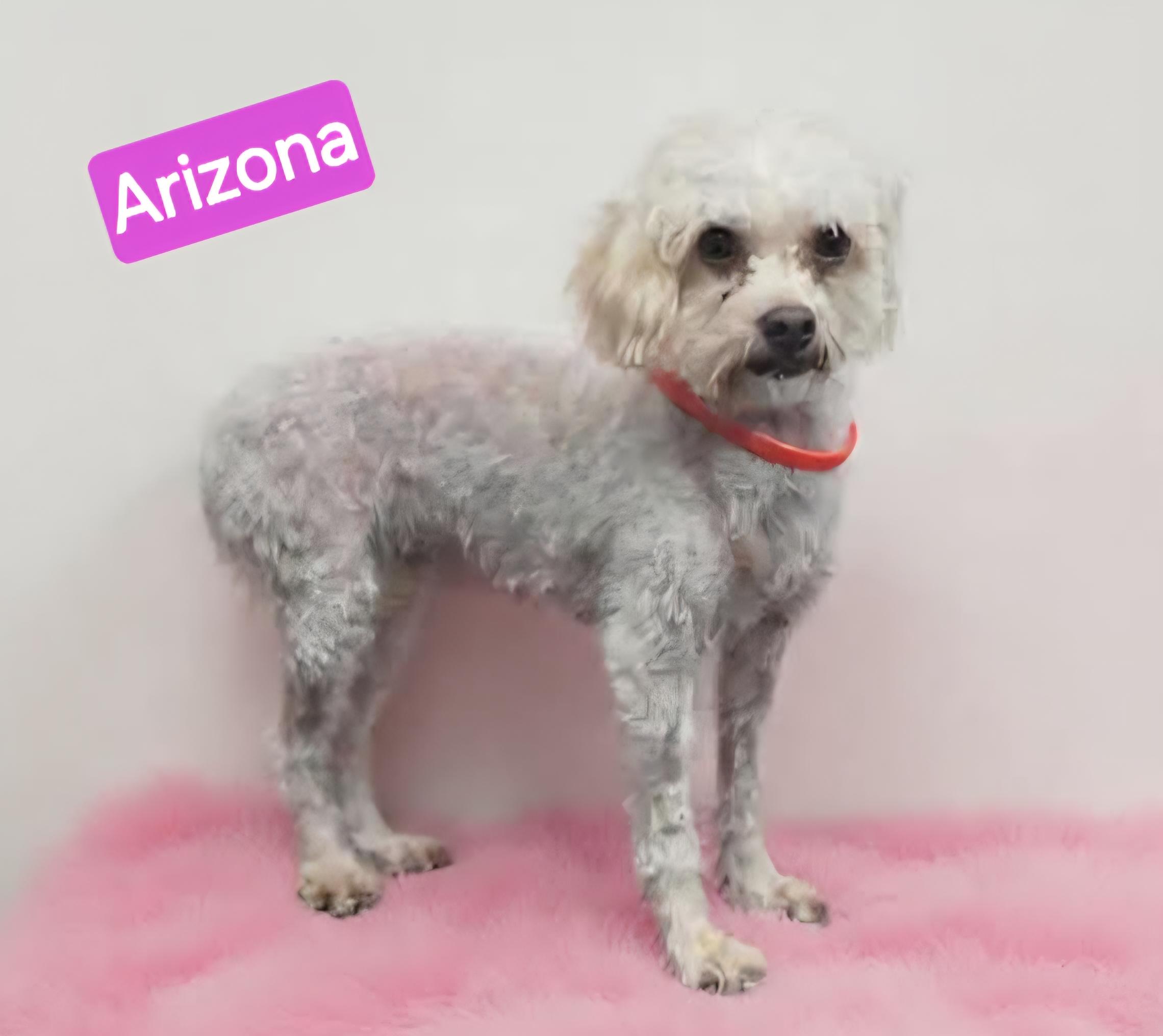 Arizona, Adoptable, Young Female Cavapoo.