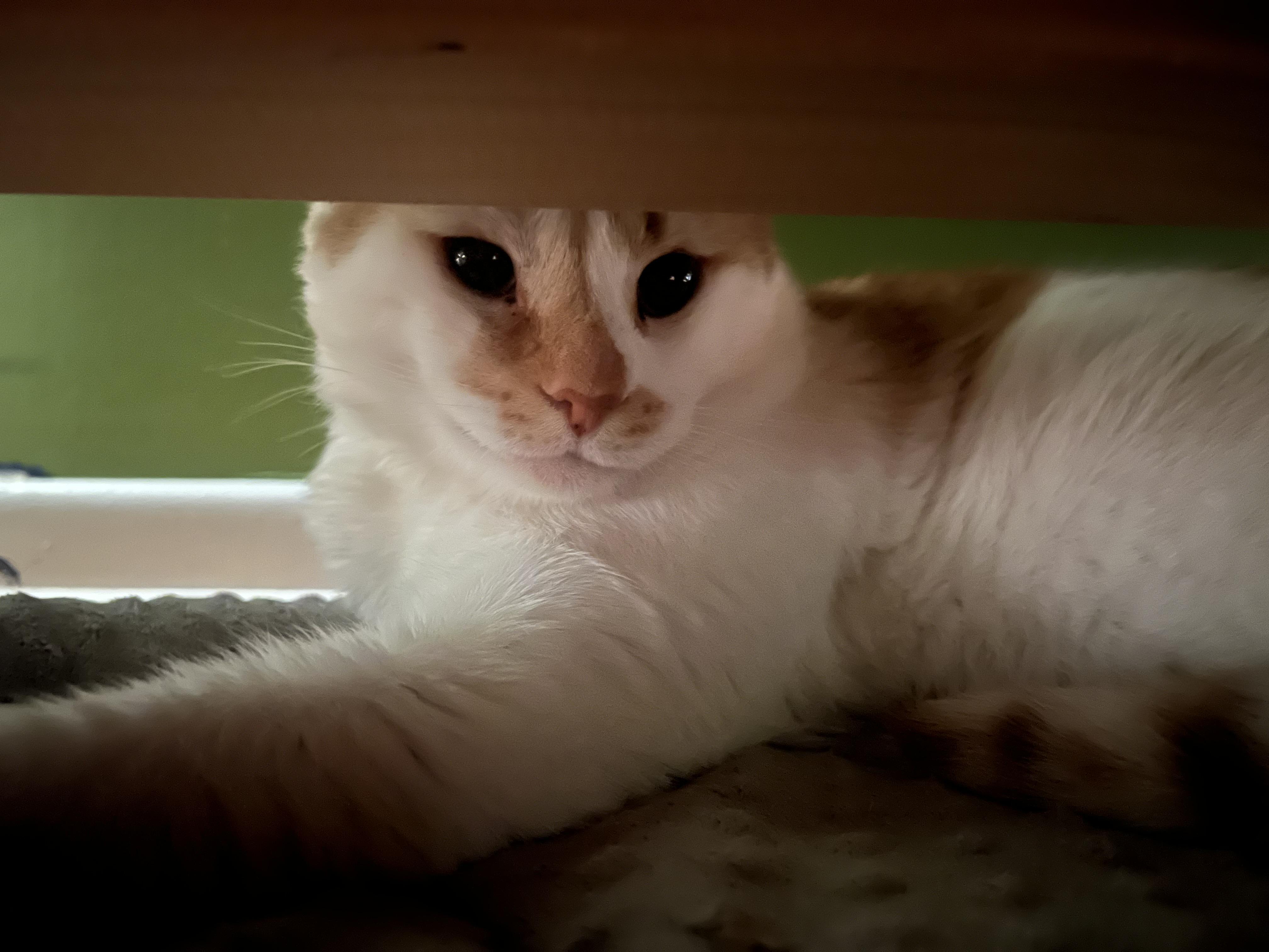 Frans, ADOPTABLE, Adult Male Domestic Short Hair.