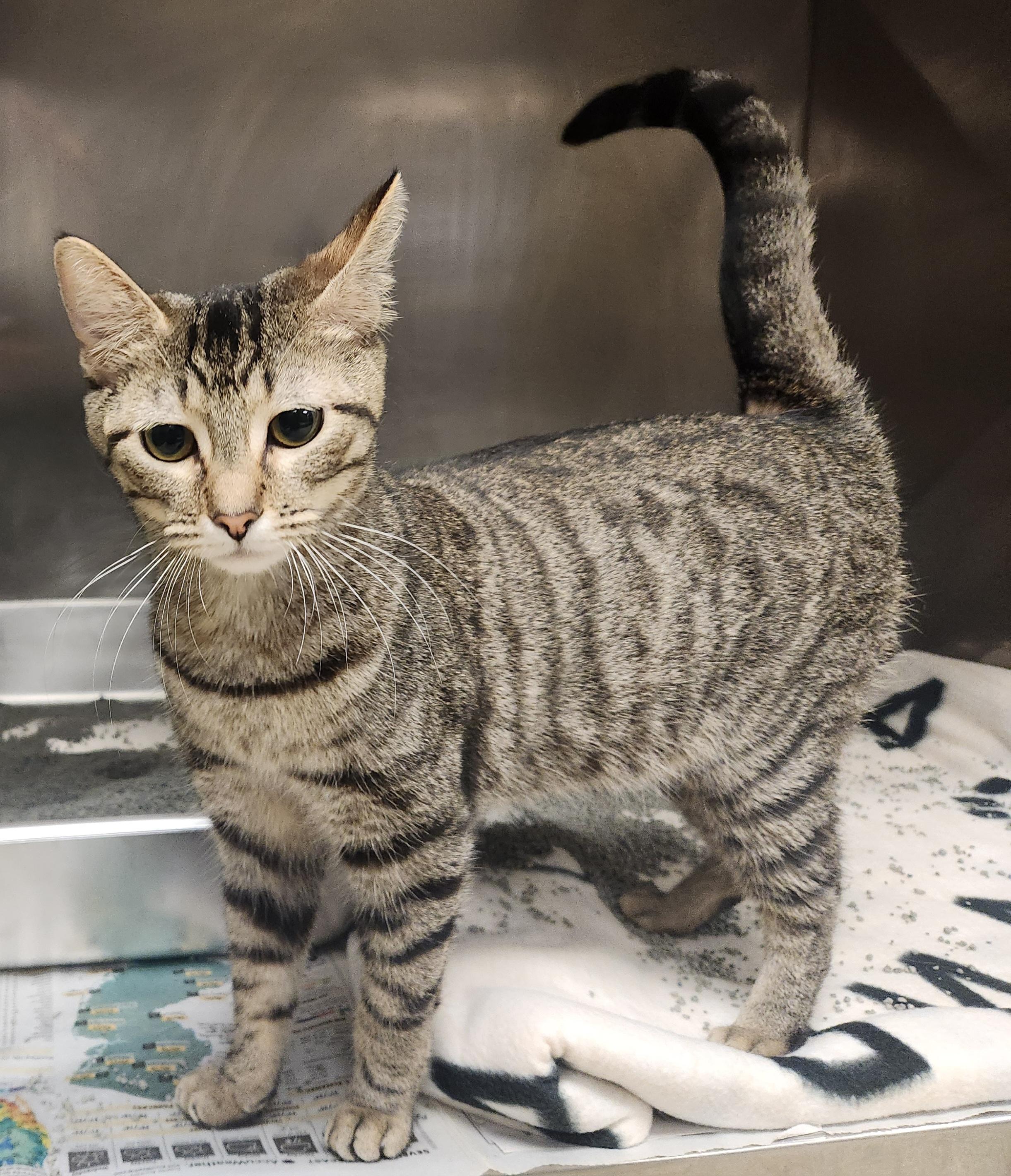 Enlarge Ginny, an adoption pending Domestic Short Hair in Clayton, NJ image 1/1