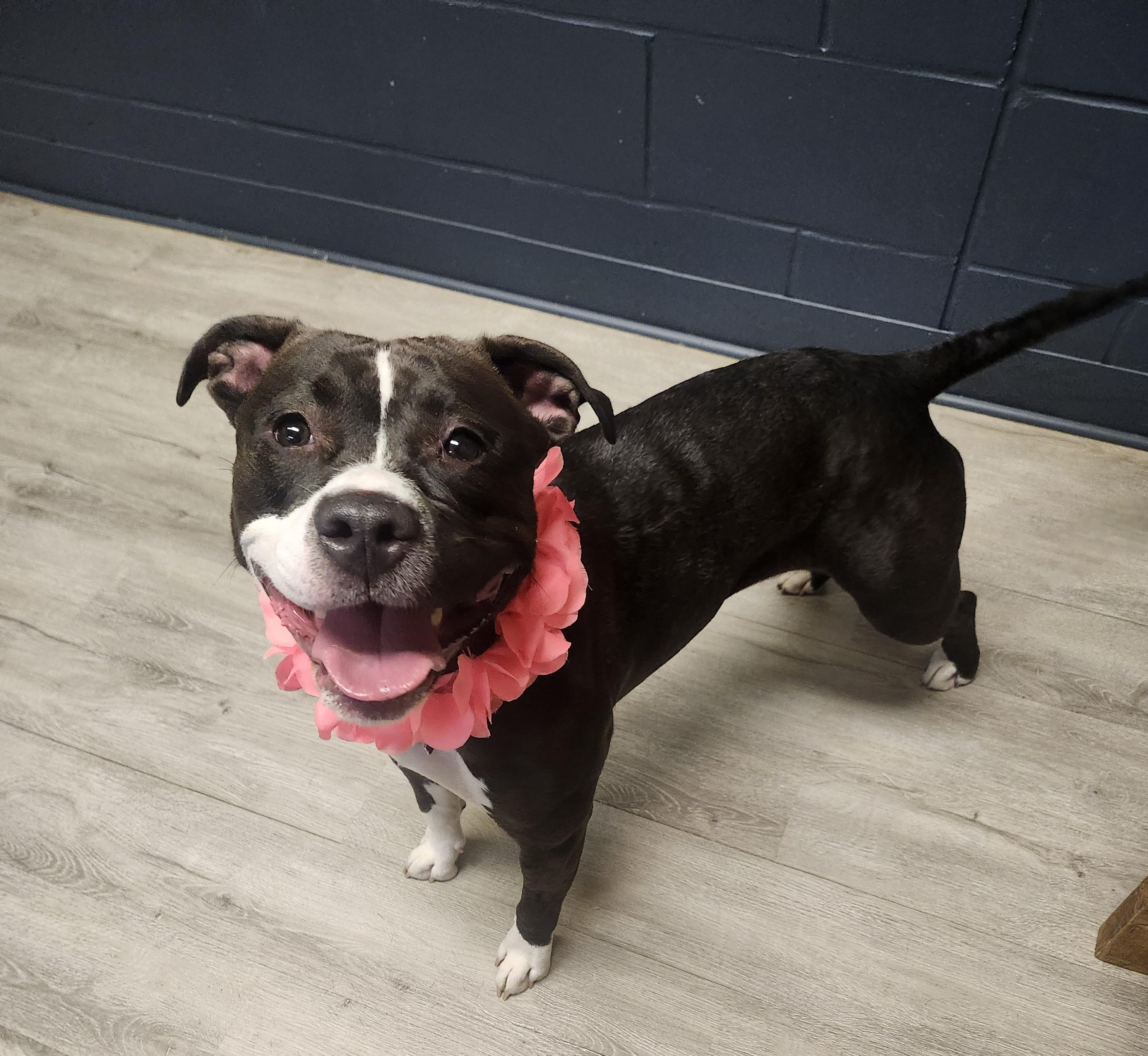 Enlarge Lil Mama, a Adoptable mixed breed in Mansfield, OH image 1/4