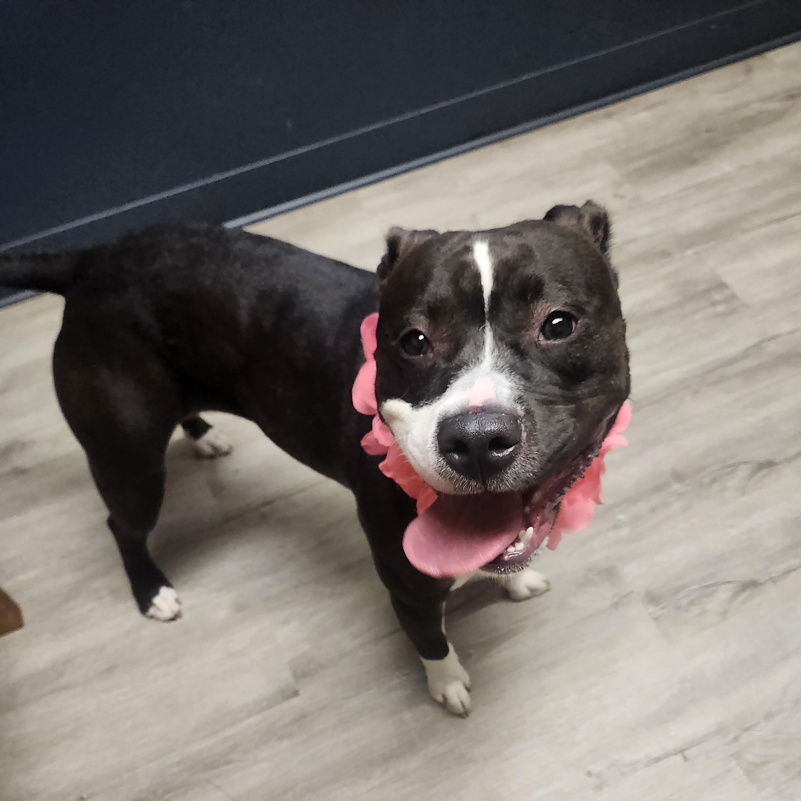 Enlarge Lil Mama, a Adoptable mixed breed in Mansfield, OH image 4/4