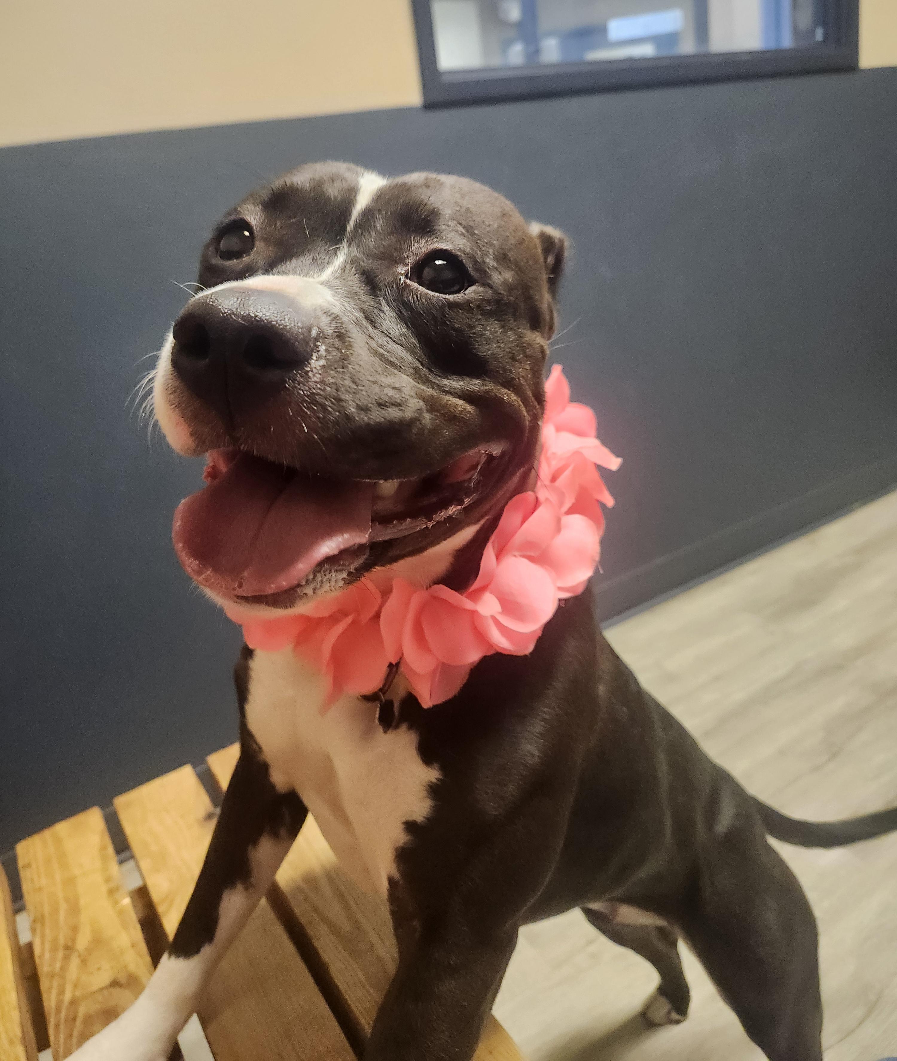 Enlarge Lil Mama, a Adoptable mixed breed in Mansfield, OH image 3/4