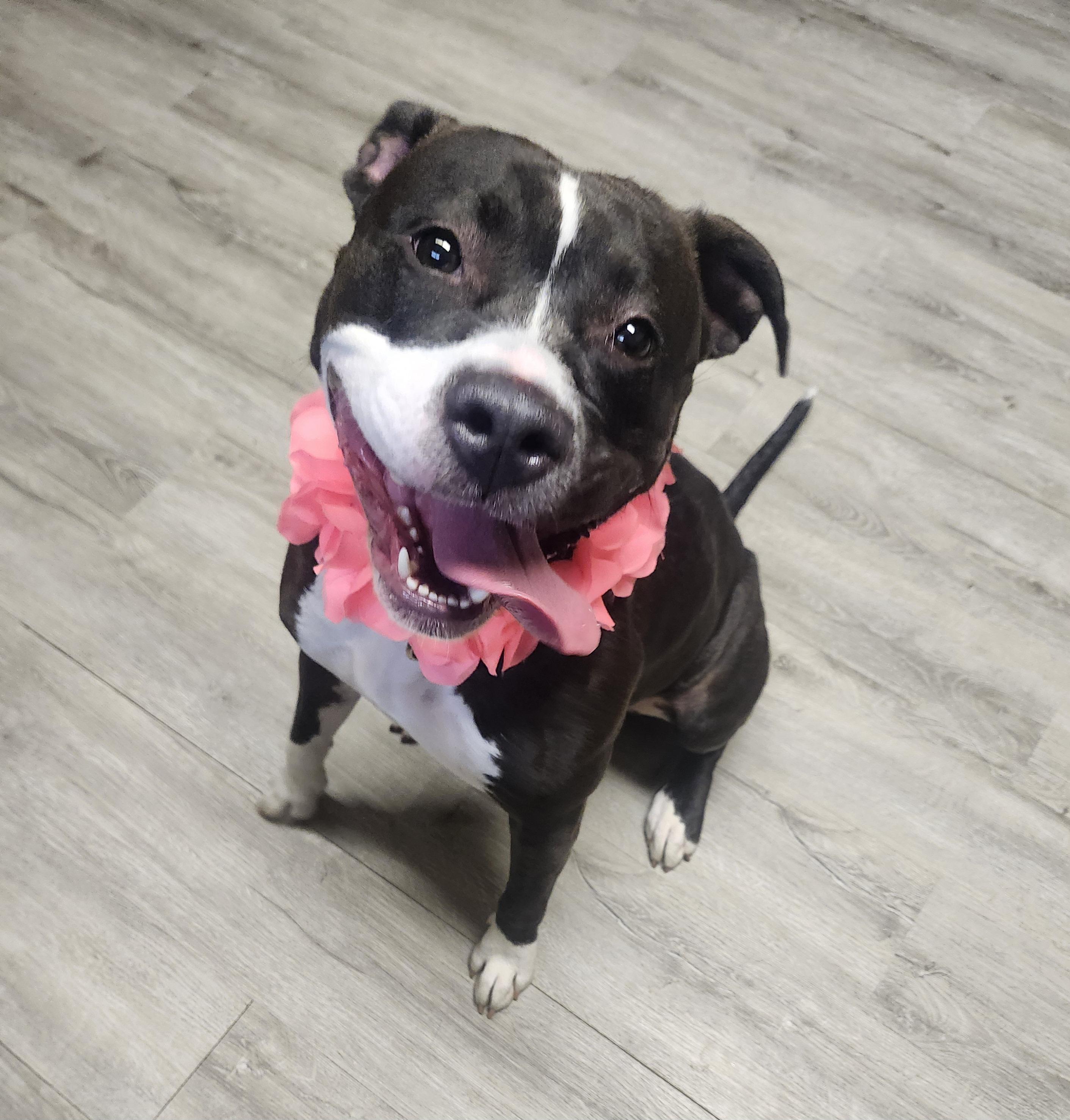 Enlarge Lil Mama, a Adoptable mixed breed in Mansfield, OH image 2/4
