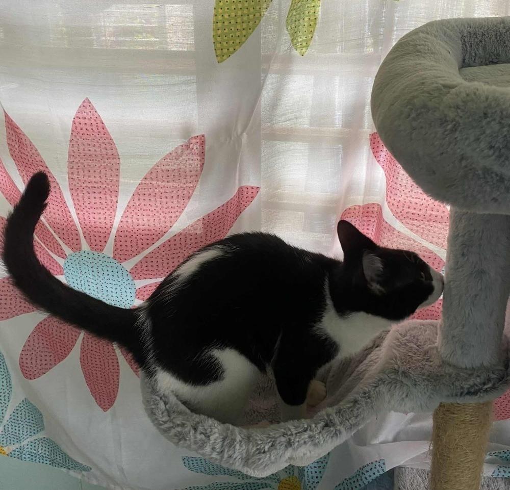 Enlarge Norman, a Adoptable Domestic Short Hair in New Bedford, MA image 2/6