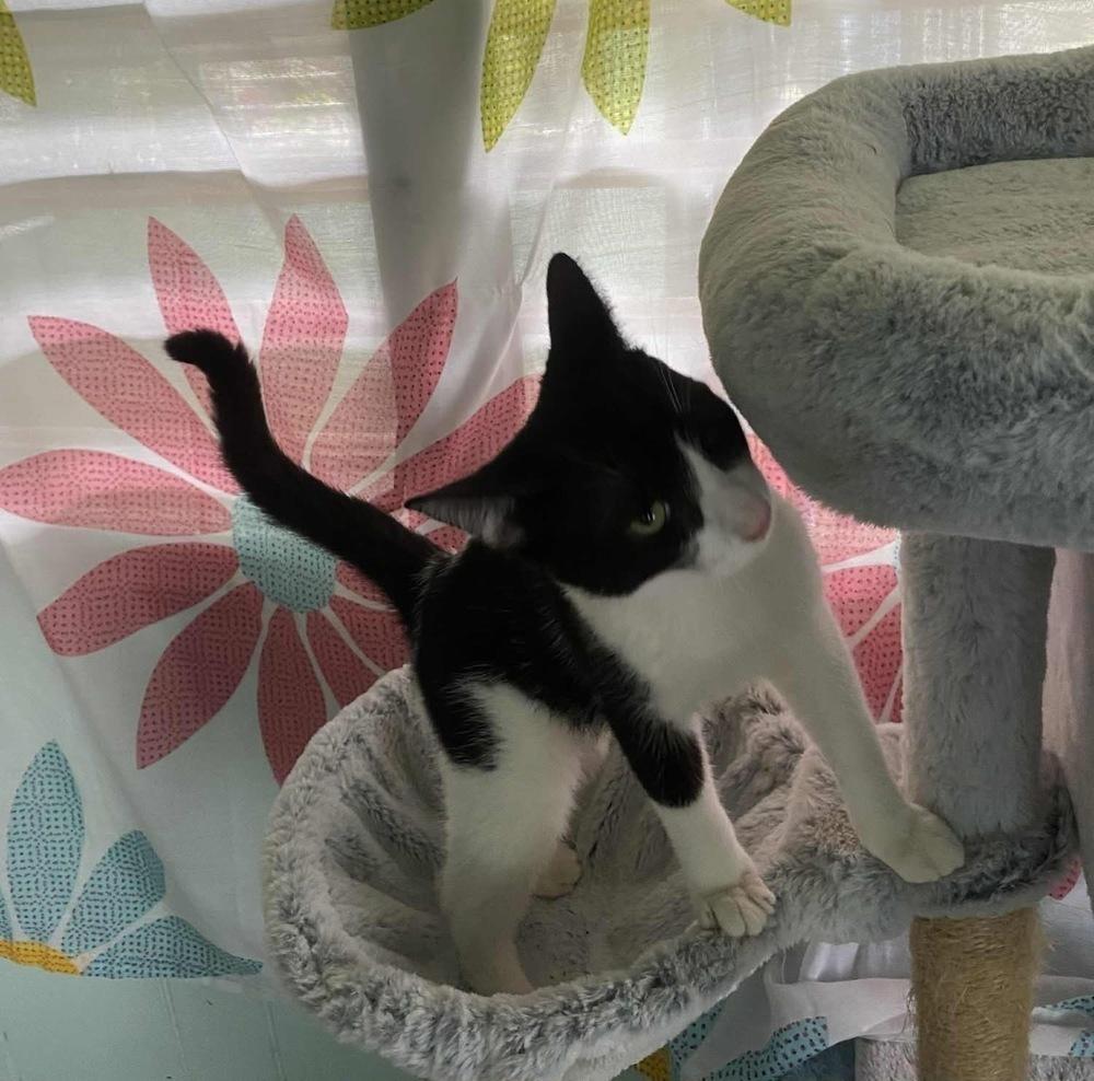 Enlarge Norman, a Adoptable Domestic Short Hair in New Bedford, MA image 3/6