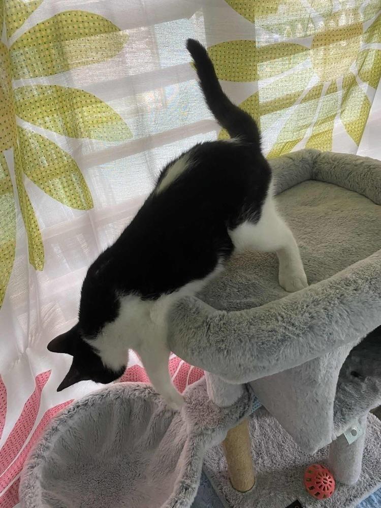 Enlarge Norman, a Adoptable Domestic Short Hair in New Bedford, MA image 5/6