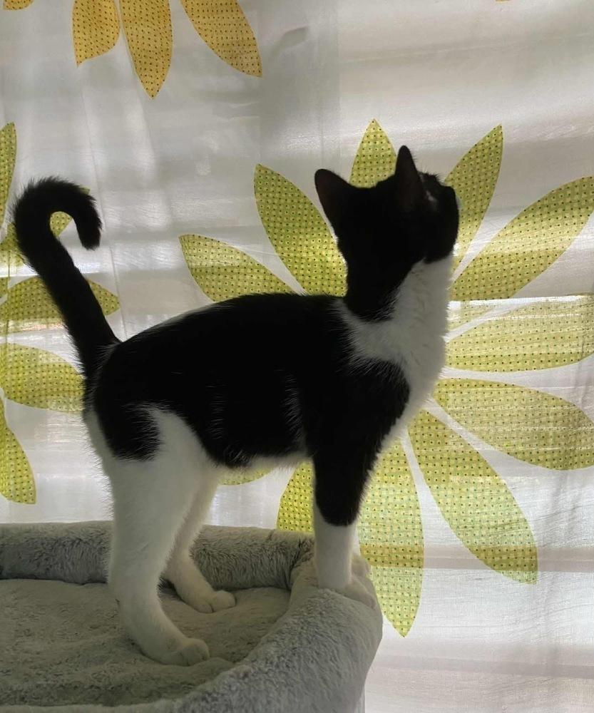 Enlarge Norman, a Adoptable Domestic Short Hair in New Bedford, MA image 6/6