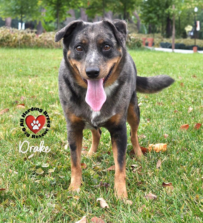 Enlarge Drake, a ADOPTABLE mixed breed in Joliet, IL image 3/3