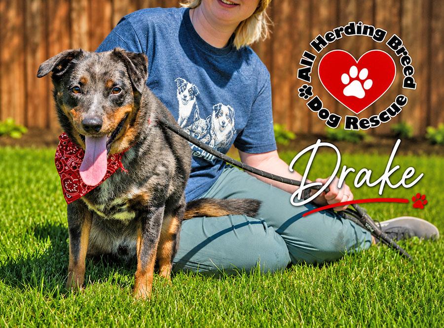 Enlarge Drake, a ADOPTABLE mixed breed in Joliet, IL image 2/4