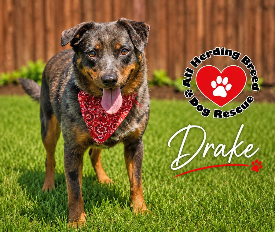 Enlarge Drake, a ADOPTABLE mixed breed in Joliet, IL image 3/4