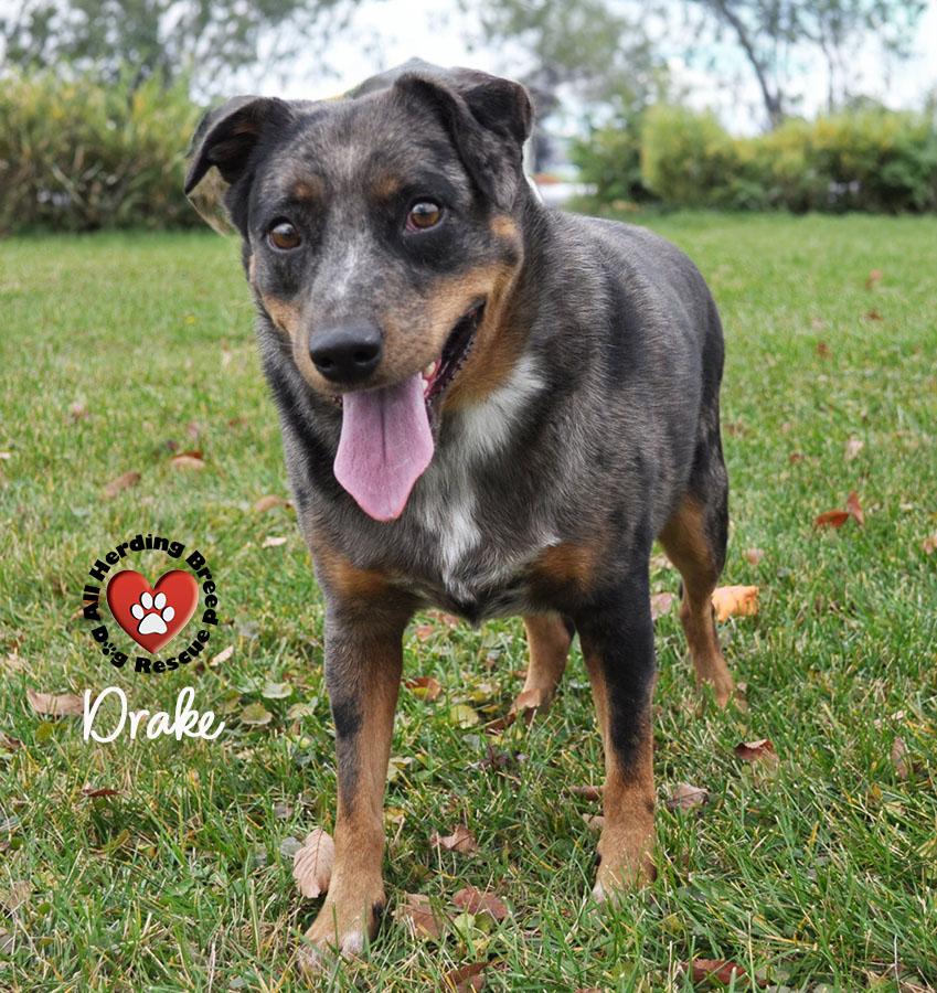 Enlarge Drake, a ADOPTABLE mixed breed in Joliet, IL image 2/3
