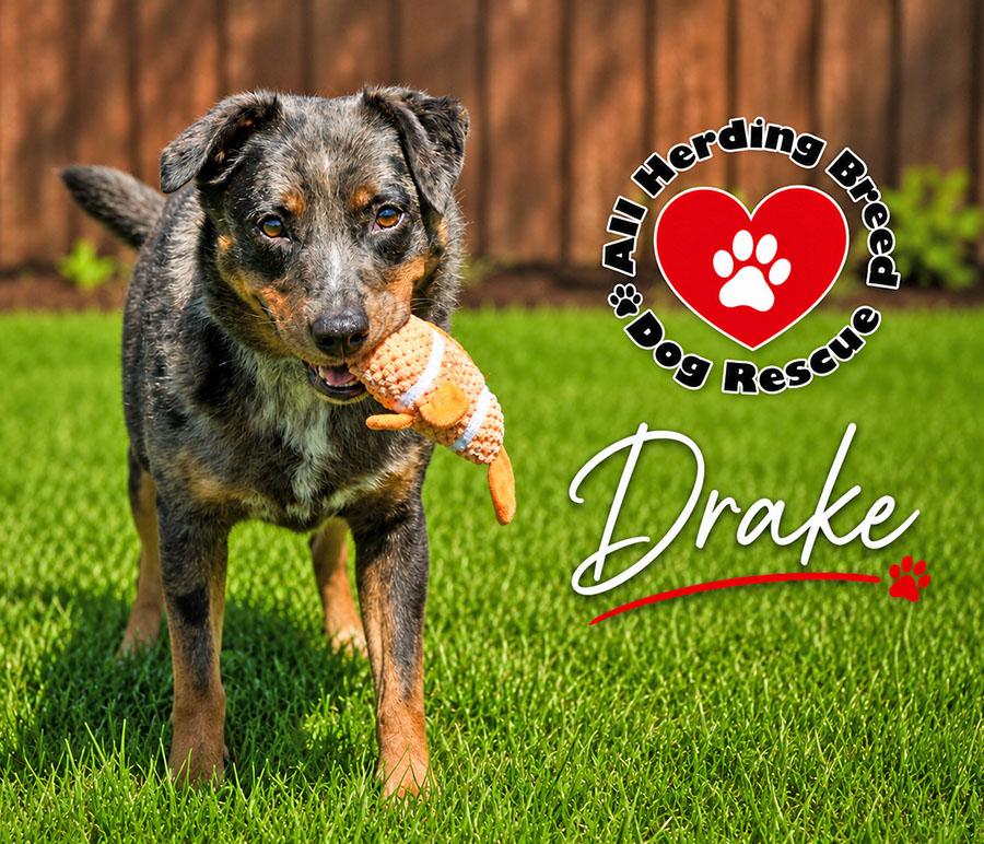 Enlarge Drake, a ADOPTABLE mixed breed in Joliet, IL image 1/4