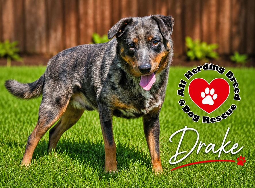 Enlarge Drake, a ADOPTABLE mixed breed in Joliet, IL image 4/4