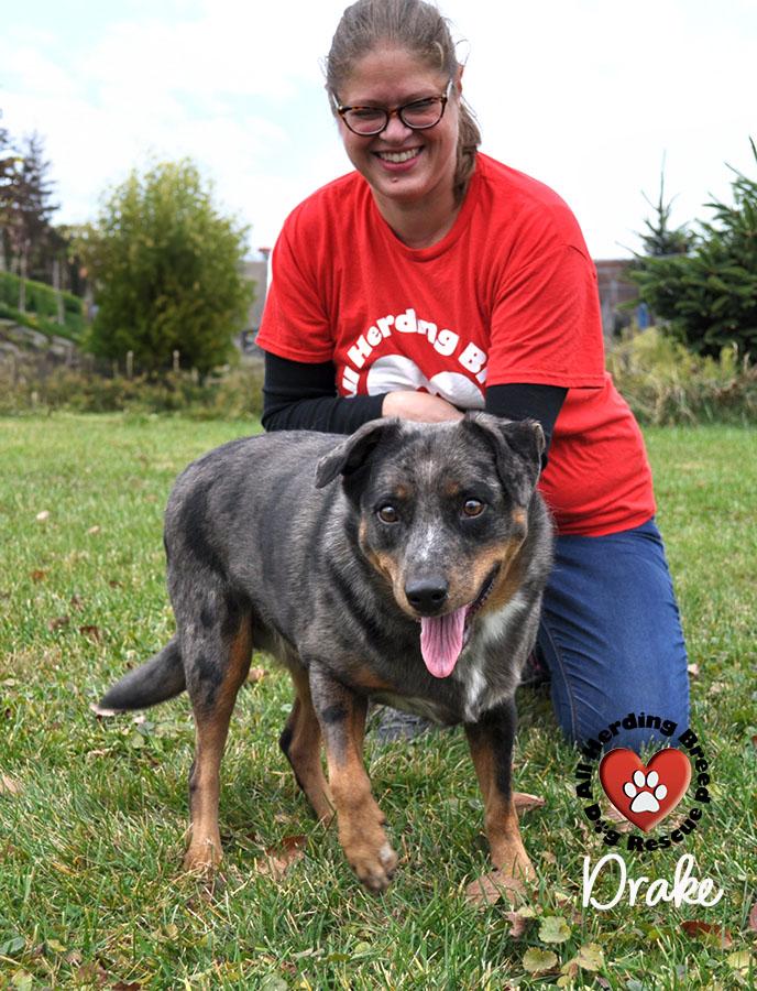 Drake, ADOPTABLE, Young Male Australian Shepherd.