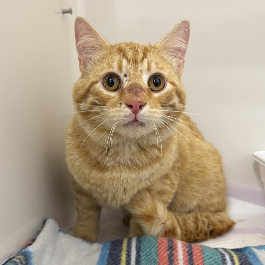 Enlarge Gregory, a Adoptable Domestic Short Hair in Rocky Mount, VA image 1/1