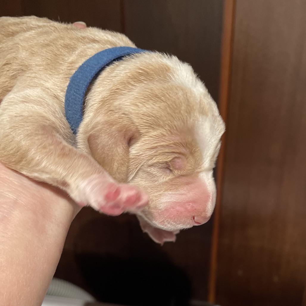 Krillin — thumbnail 2