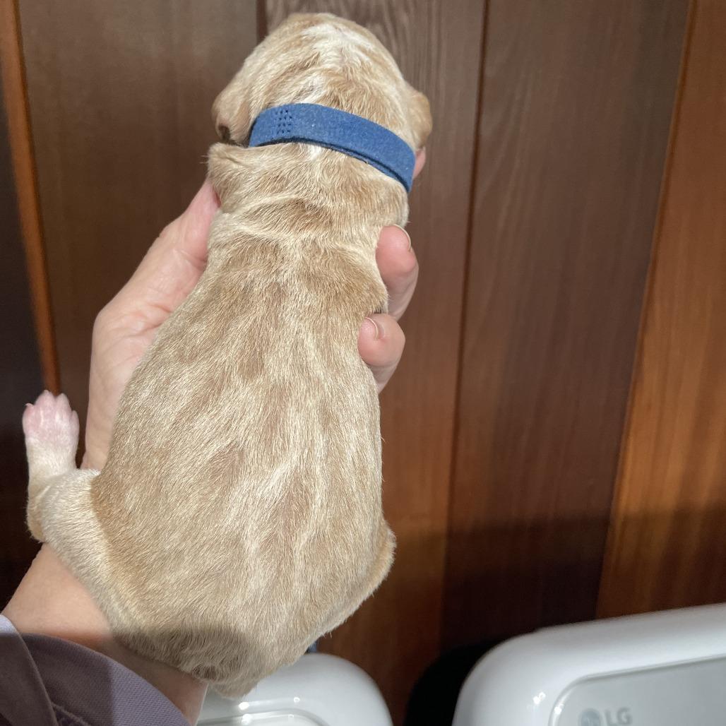 Krillin — thumbnail 3