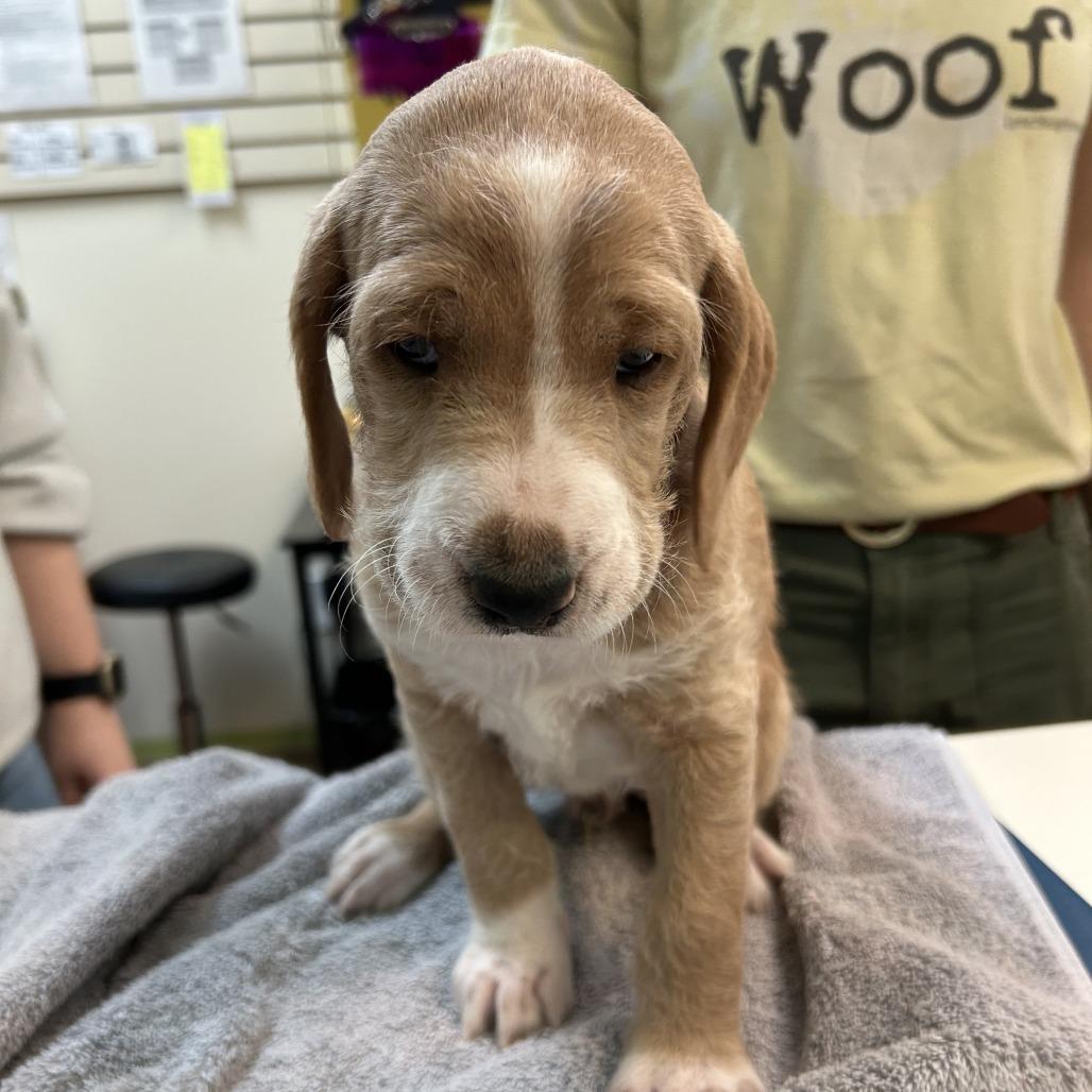 Krillin — thumbnail 4