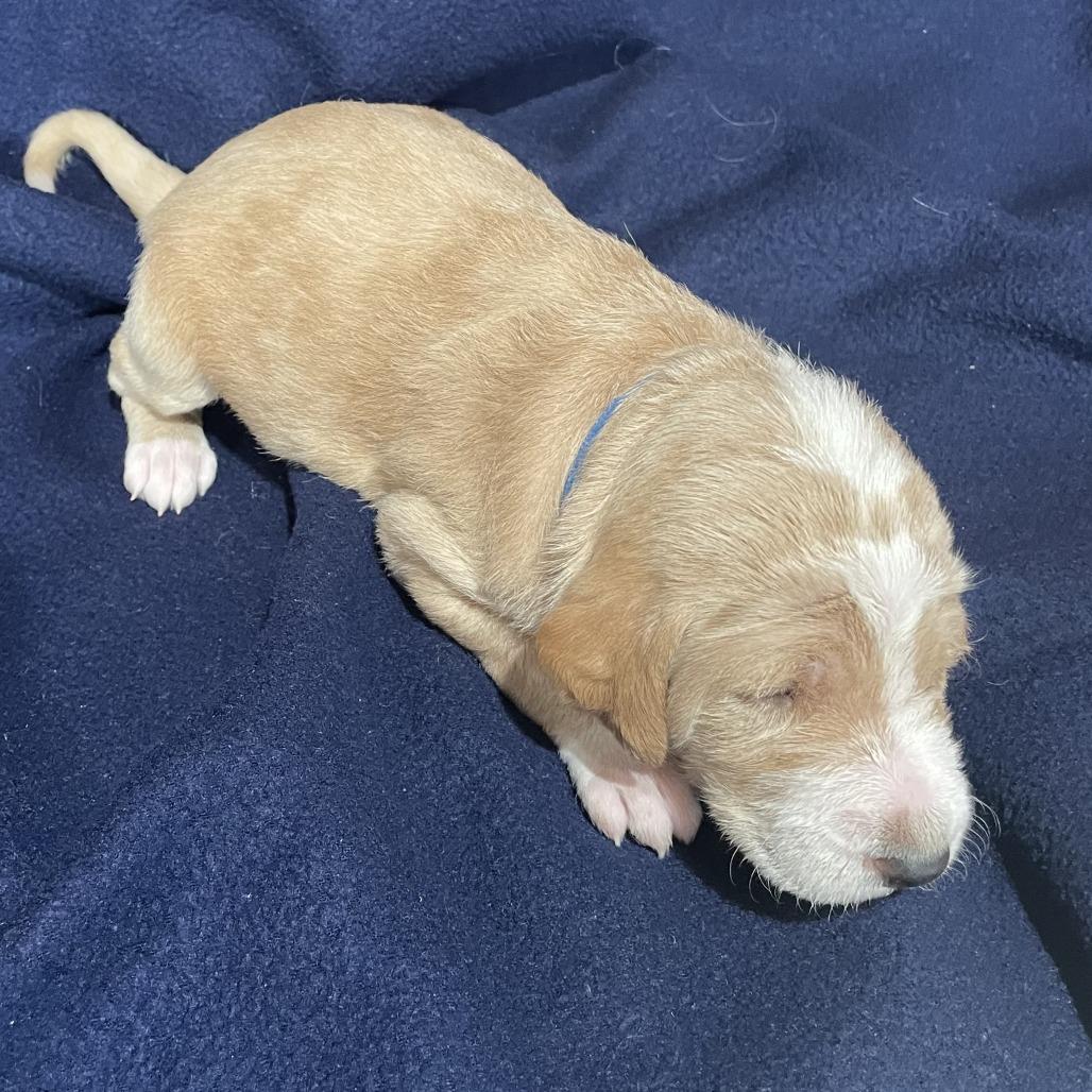 Krillin — thumbnail 5