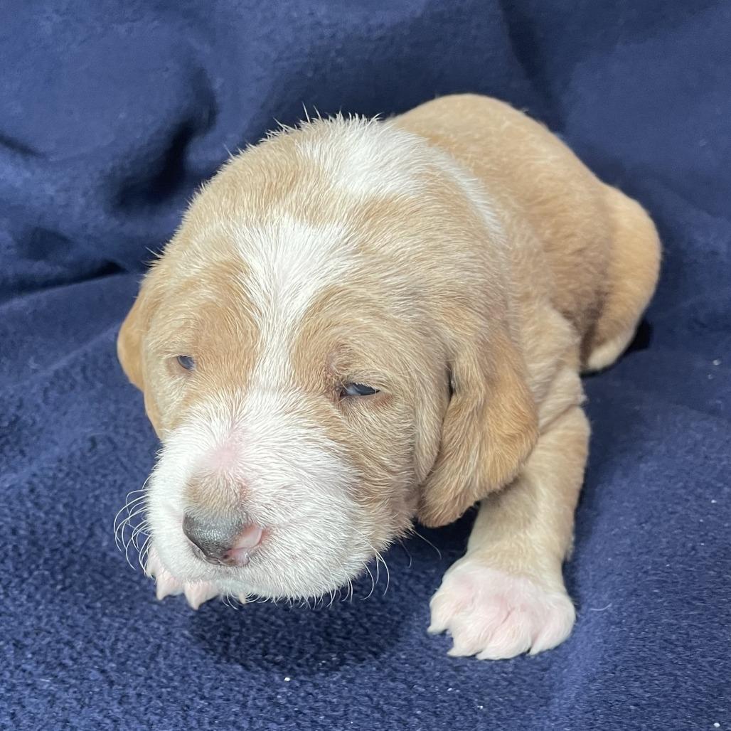 Krillin — thumbnail 6