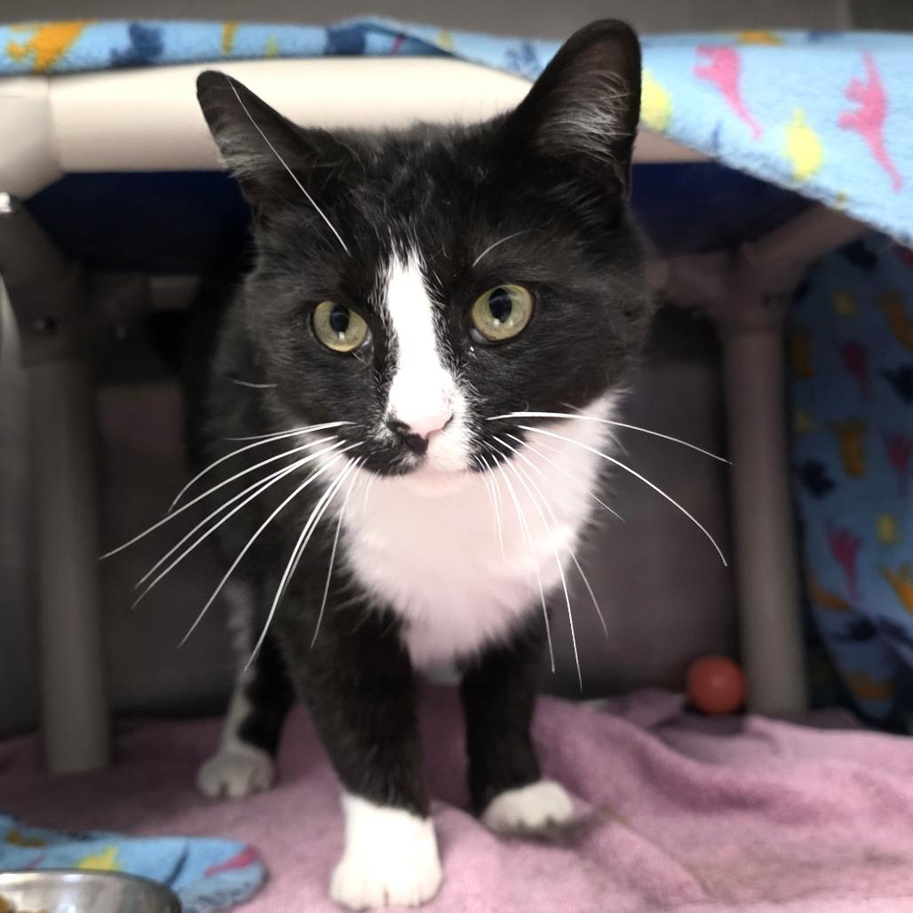 Robby Robinovich, Adoptable, Adult Male Domestic Short Hair.