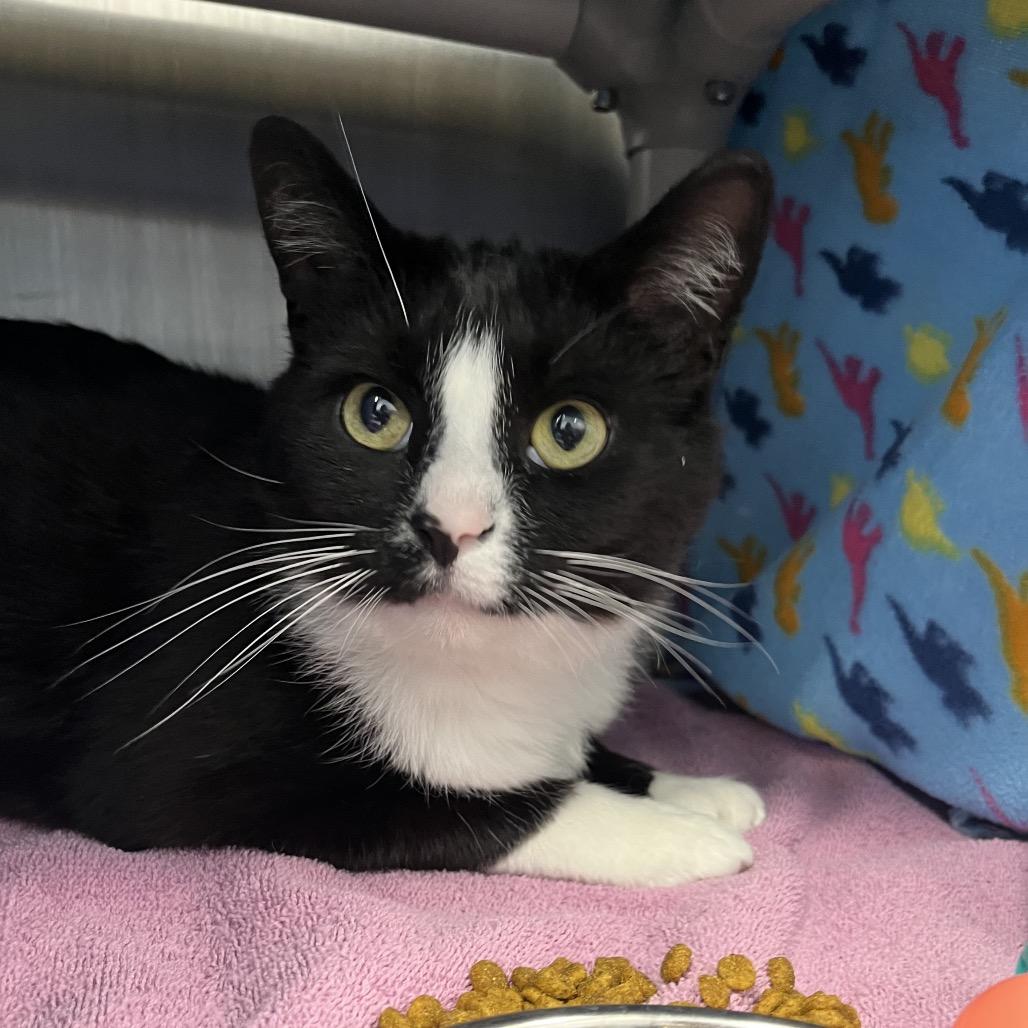 Enlarge Robby Robinovich, a Adoptable Domestic Short Hair in Fort Wayne, IN image 2/6