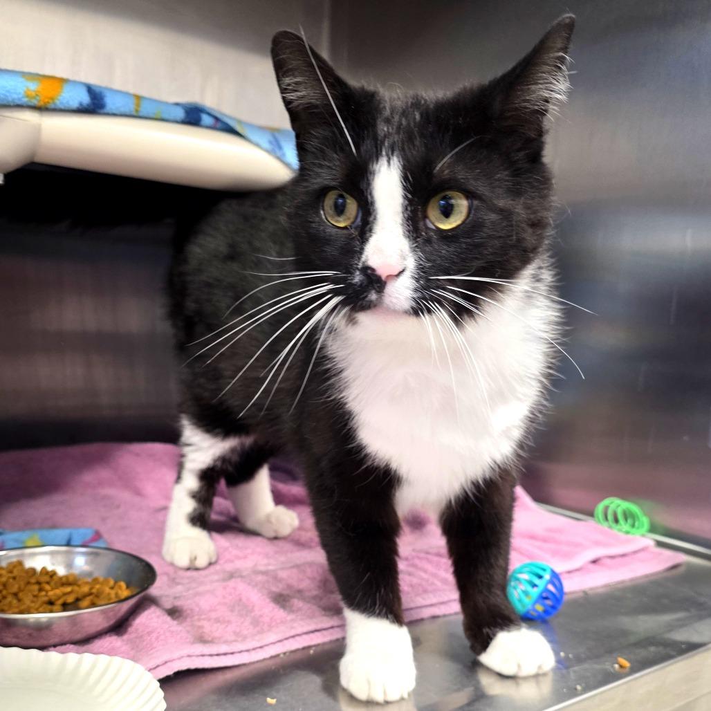 Enlarge Robby Robinovich, a Adoptable Domestic Short Hair in Fort Wayne, IN image 3/6