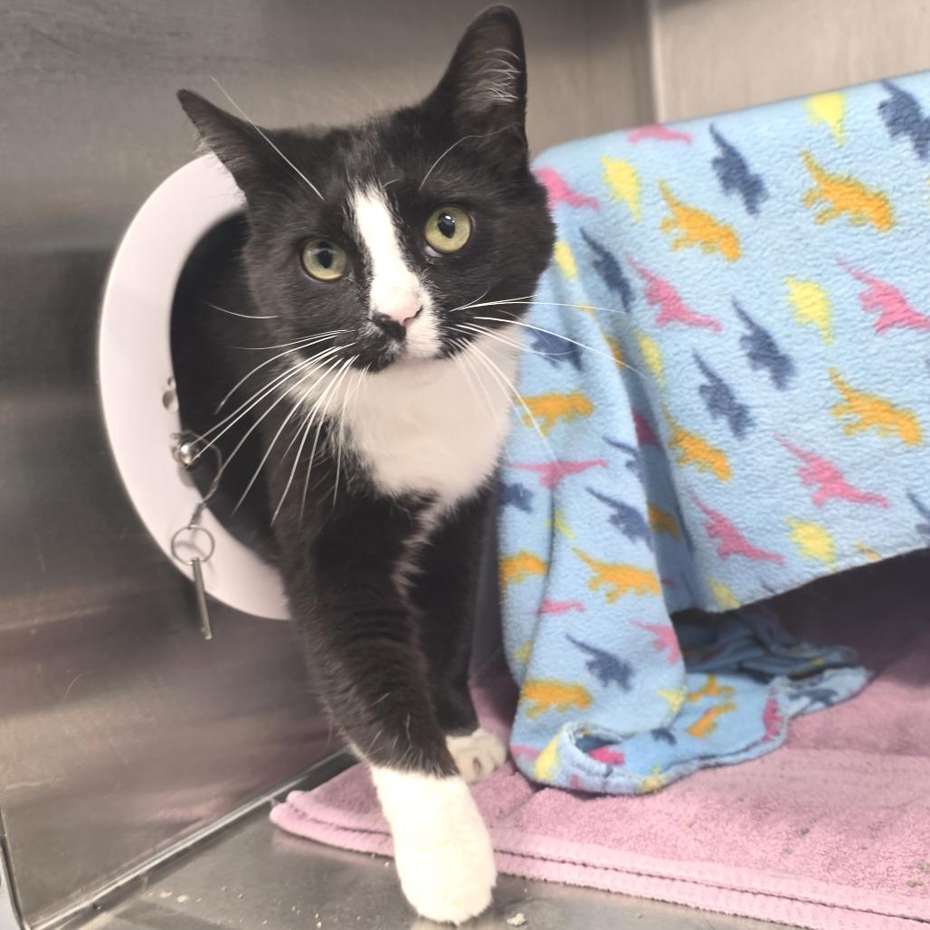 Enlarge Robby Robinovich, a Adoptable Domestic Short Hair in Fort Wayne, IN image 4/6