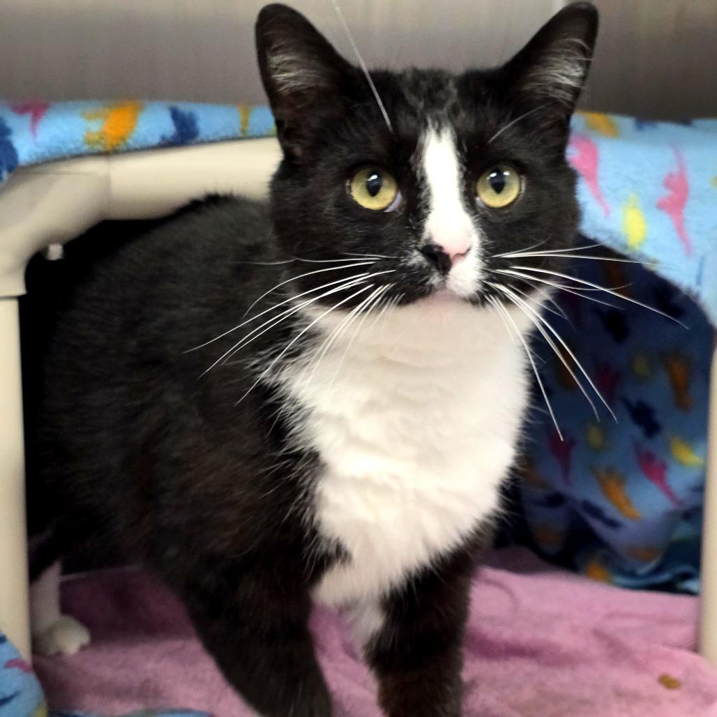 Enlarge Robby Robinovich, a Adoptable Domestic Short Hair in Fort Wayne, IN image 5/6