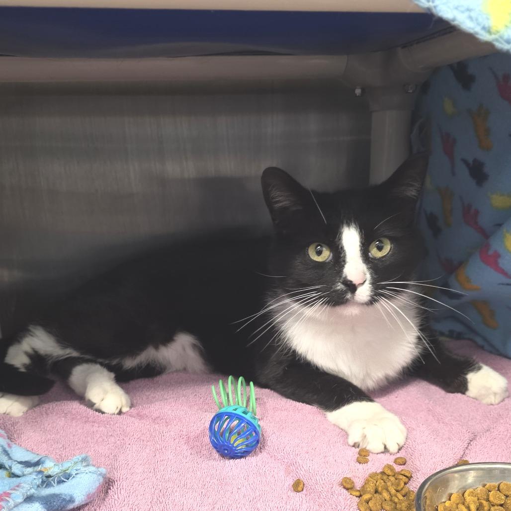 Enlarge Robby Robinovich, a Adoptable Domestic Short Hair in Fort Wayne, IN image 6/6