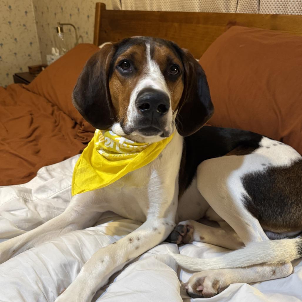 Walker, a Adoptable mixed breed in Falls Church, VA image 1/6