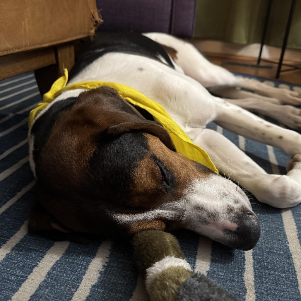 Walker, a Adoptable mixed breed in Falls Church, VA image 2/6