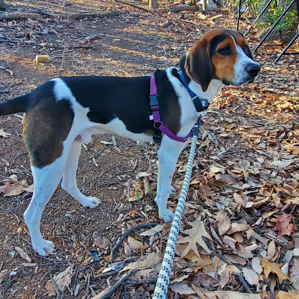 Walker, a Adoptable mixed breed in Falls Church, VA image 4/6