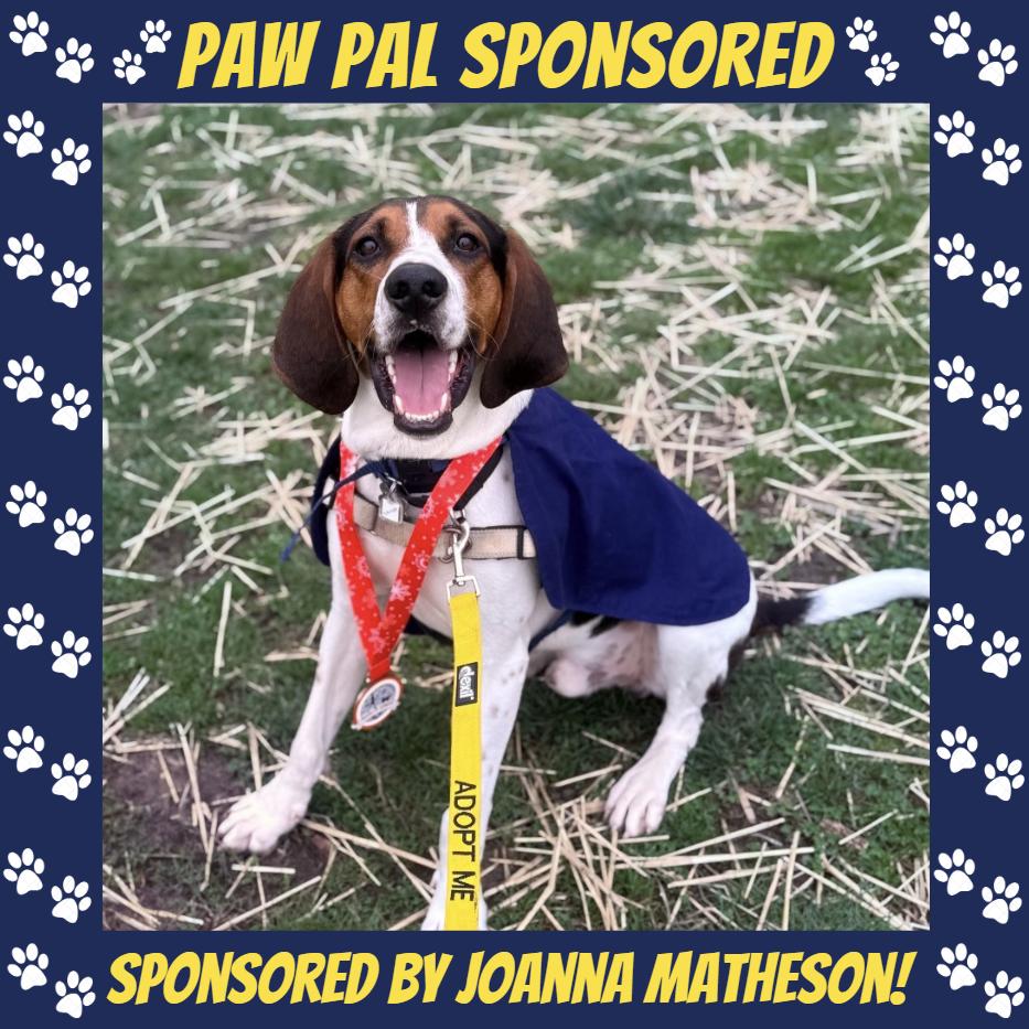 Walker, a Adoptable mixed breed in Falls Church, VA image 6/6