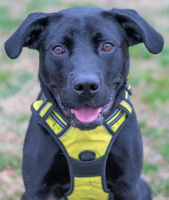 MALCOLM, Adoptable, Young Male Labrador Retriever.