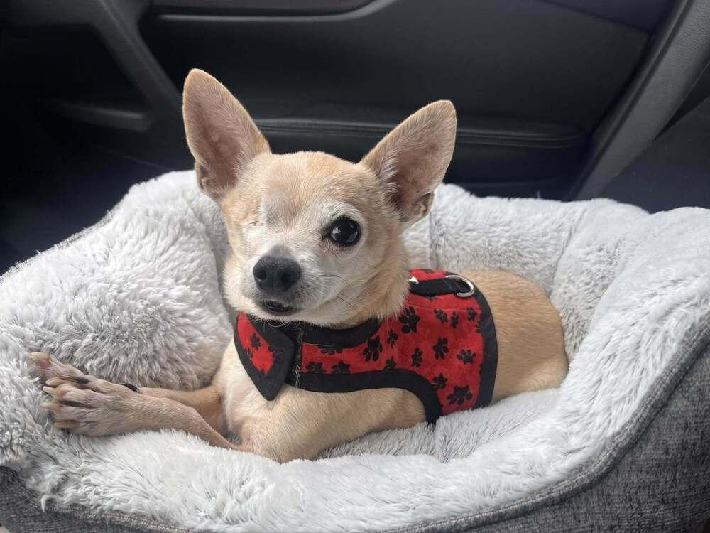 Jack, Adoptable, Senior Male Chihuahua.