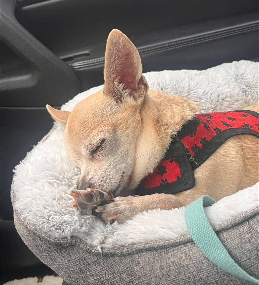 Enlarge Jack, a Adoptable Chihuahua in Acworth, GA image 2/4