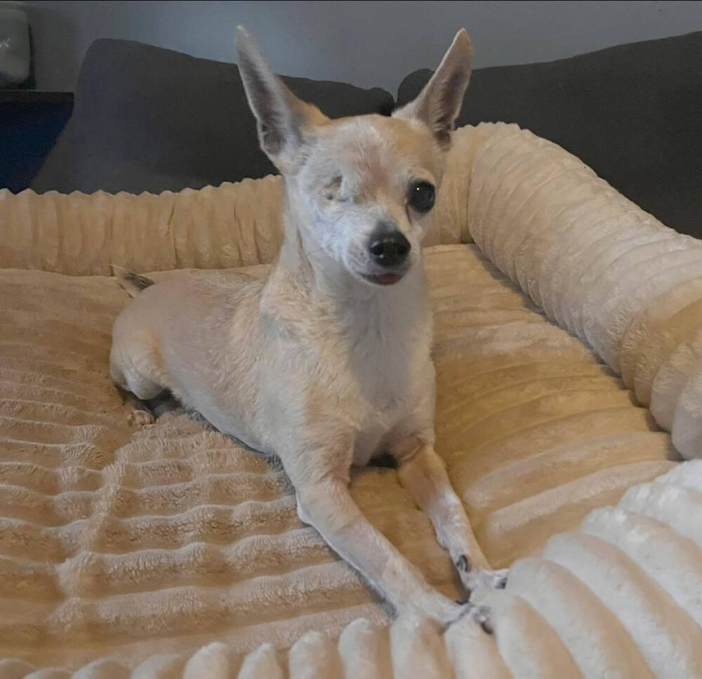 Enlarge Jack, a Adoptable Chihuahua in Acworth, GA image 3/4