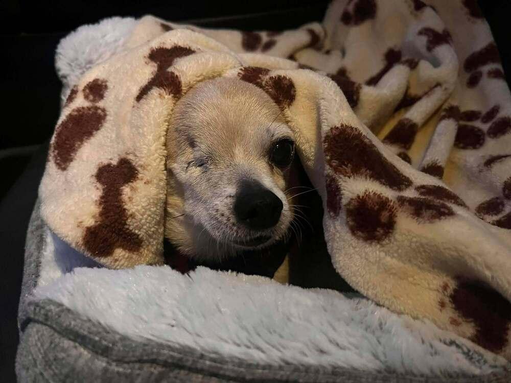 Enlarge Jack, a Adoptable Chihuahua in Acworth, GA image 4/4