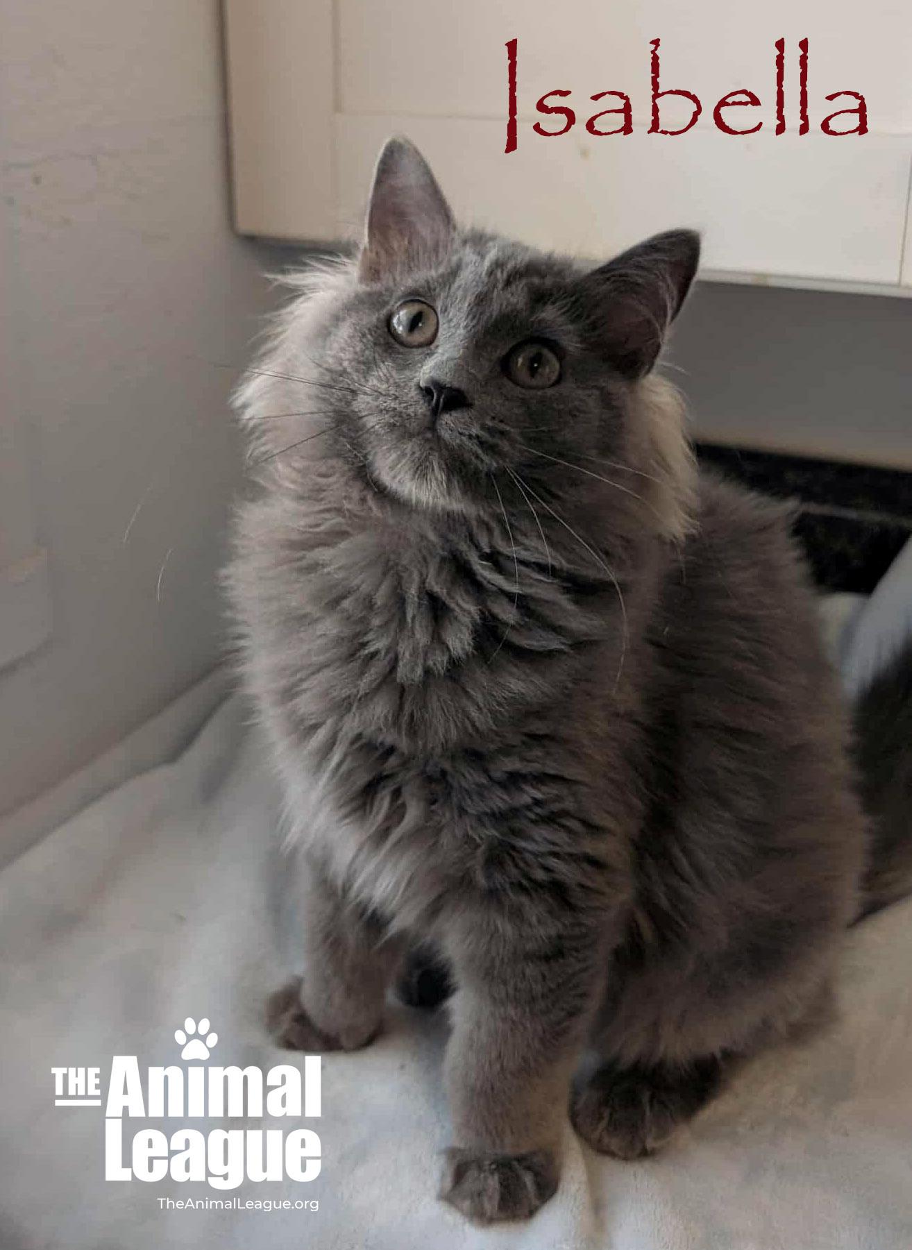 Isabella, Adoptable, Kitten Female Russian Blue & Domestic Medium Hair.