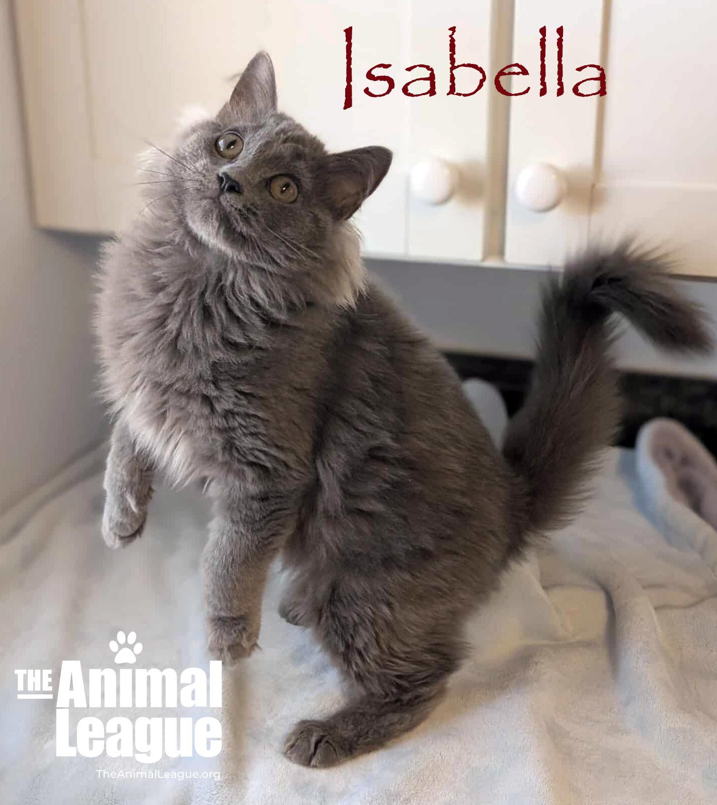 Isabella, a Adoptable mixed breed in Clermont, FL image 2/4