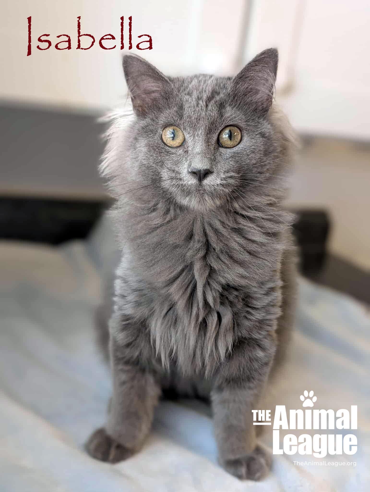 Isabella, a Adoptable mixed breed in Clermont, FL image 3/4