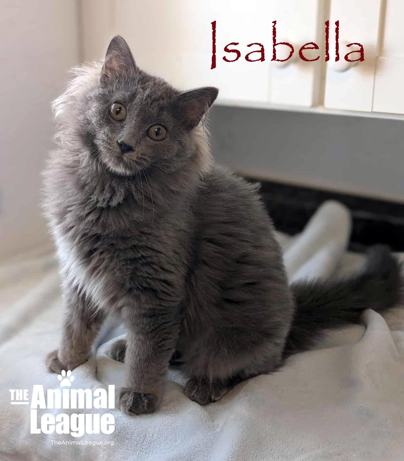 Isabella, a Adoptable mixed breed in Clermont, FL image 4/4