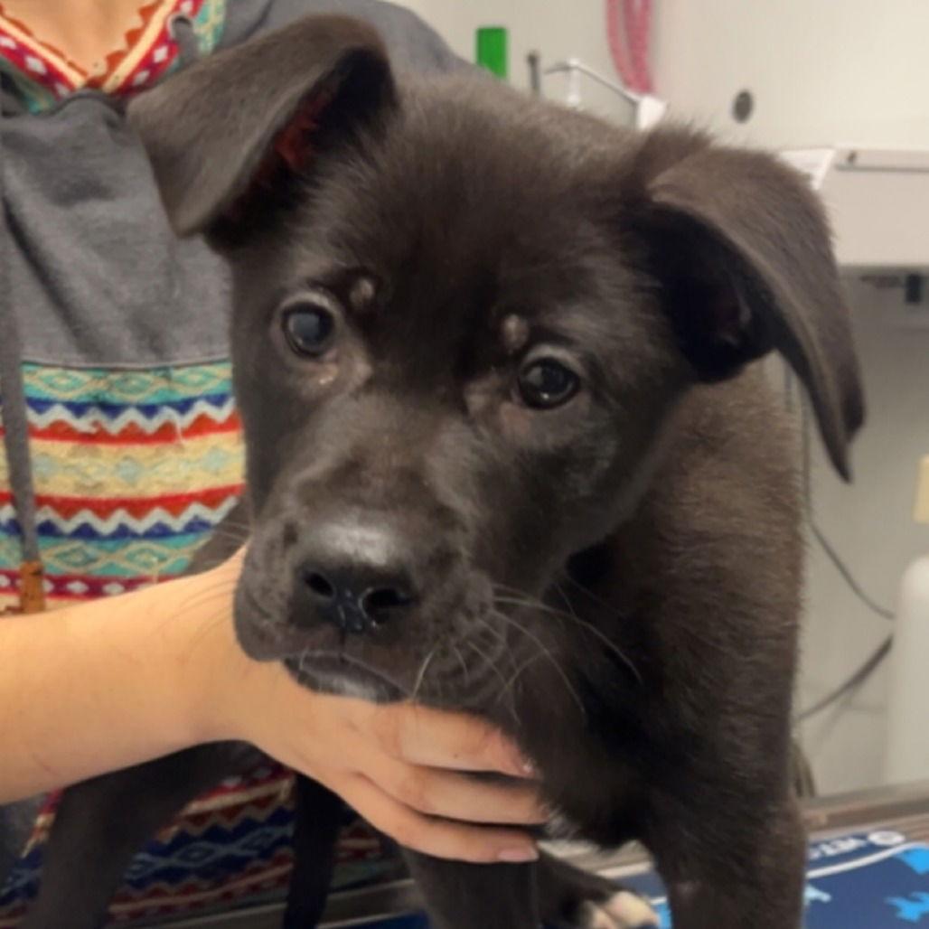 XENA, Adopted, Young Female Black Labrador Retriever.