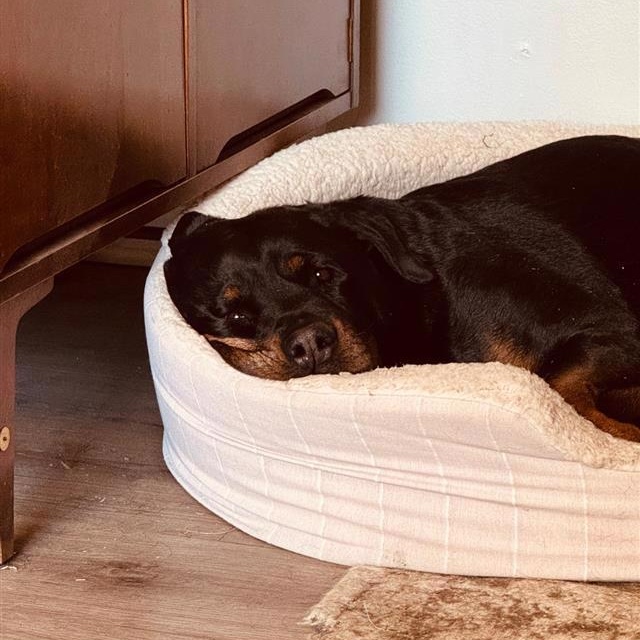 Enlarge Moraya, a ADOPTABLE Rottweiler in Denver, CO image 1/1